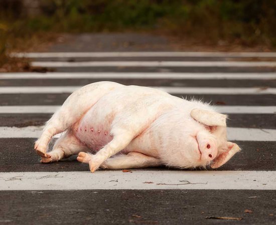 Pig at the Crossing