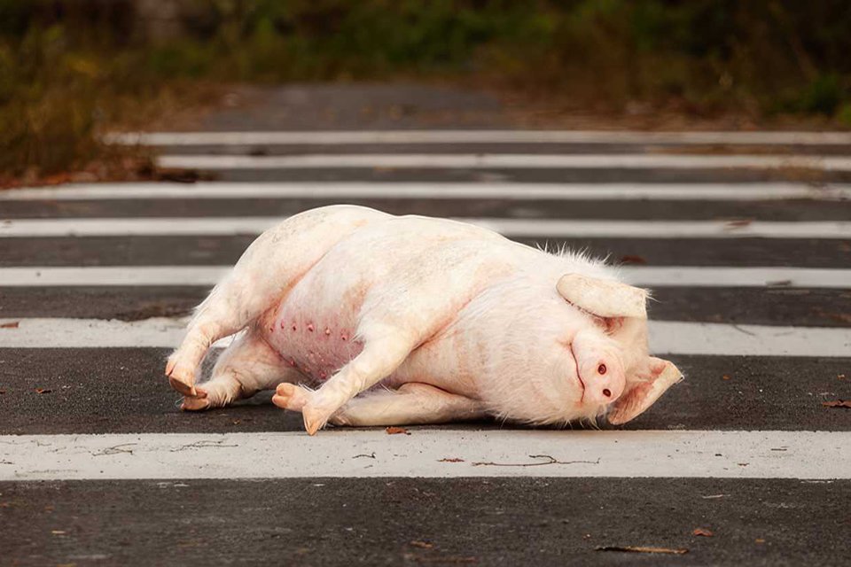 Pig at the Crossing